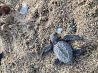 A young turtle.