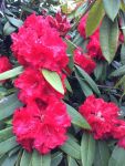 Ken took a picture of some of the colorfull flowers by the Seawall.
