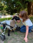 Former CBC Vancouver and Toronto employee Beth McArthur greets Hazel, a recent arrival at Kindred Community Farm Sanctuary in Aldergrove, where Beth now escapes the rat race by volunteering as an Animal Care Team Member.